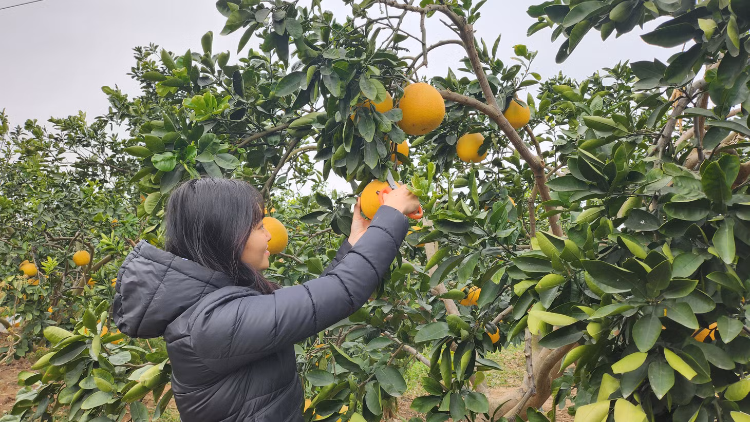Người dân xã Việt Dân thi đua lao động sản xuất, phát triển kinh tế.