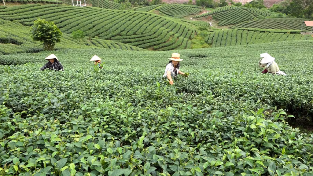 Vùng sản xuất chè tập trung tại xã Quảng Long, huyện Hải Hà.