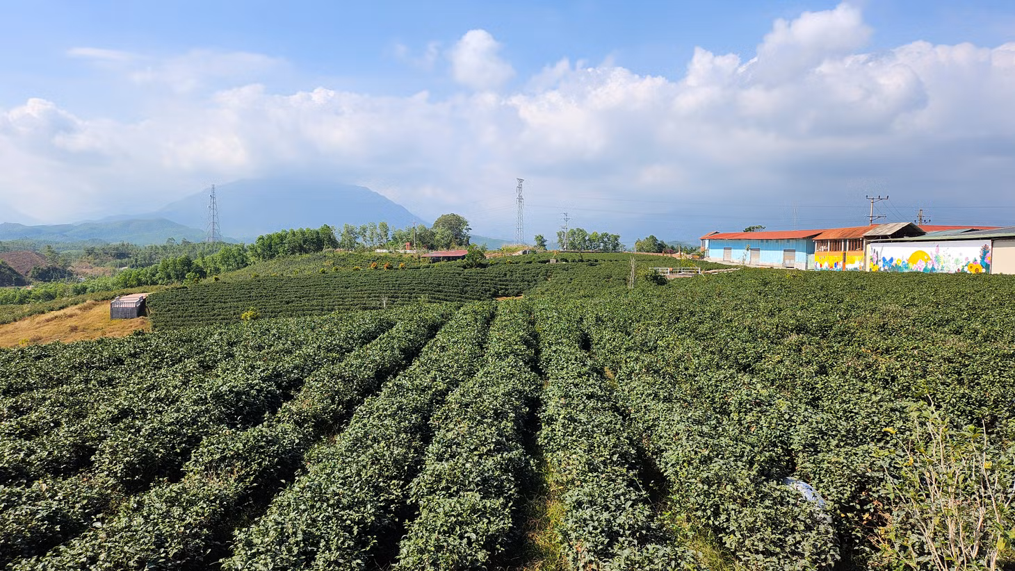 vùng chè nguyên liệu trà việt tú.