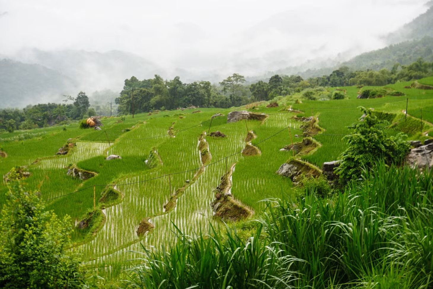 Đến Pù Luông, du khách có thể thưởng thức cá suối nướng, vịt cổ Lũng, lợn cỏ nướng, cá nướng, gà đồi, cơm lam, măng chua, măng đắng, canh rau ngót rừng… Ảnh: HP