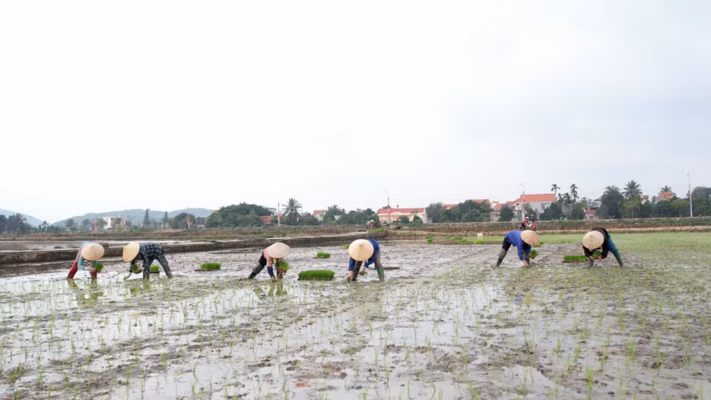 Nông dân TX Đông Triều xuống giống vụ chiêm xuân năm 2024.