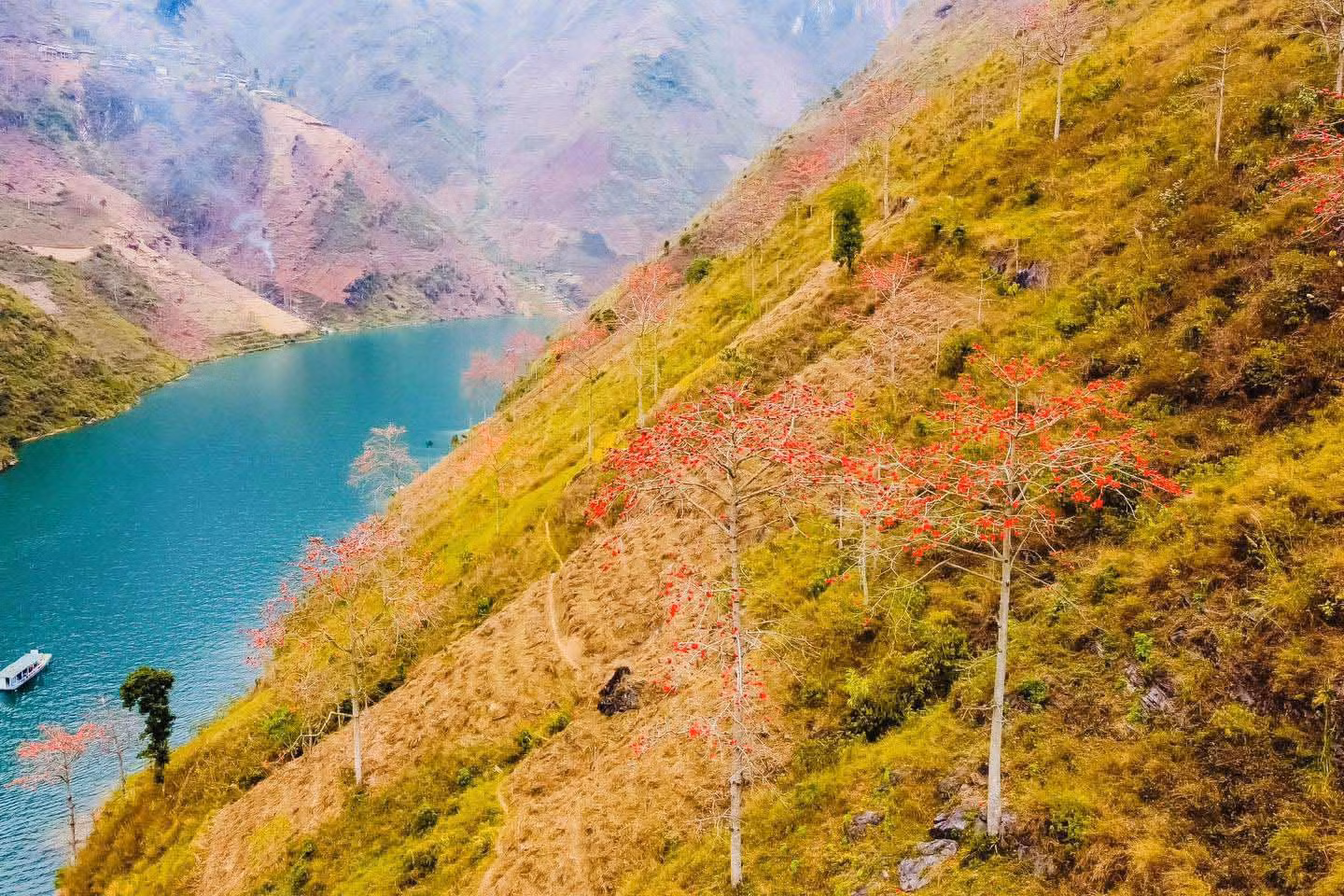 Ngoài ra, ven sông Nho Quế, từ bản Tà Làng đến Tràng Hương về với Khau Vai… cũng có những cây hoa gạo nở rực. Ảnh: Hà Giang Trẻ