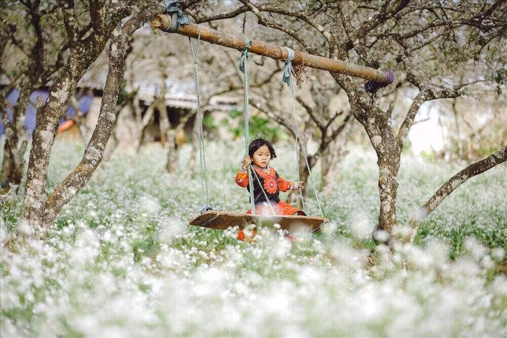 Hoa cải vùng cao trong veo giữa nắng xuân. Ảnh: Huỳnh Lít