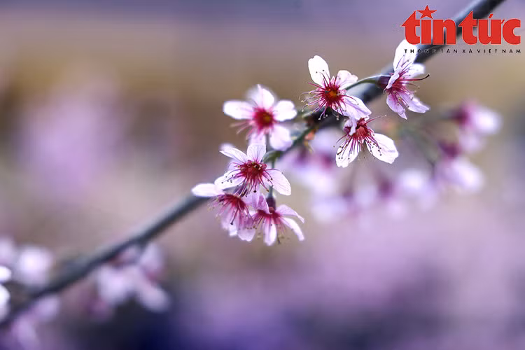 Hoa chỉ có năm cánh hồng với nhụy dài đỏ rực nở mang vẻ đẹp và quyến rũ riêng.