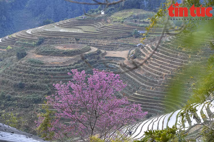 Đây là loại hoa đặc trưng của ùng núi phía Tây bắc, trong đó có huyện Mù Cang Chải.