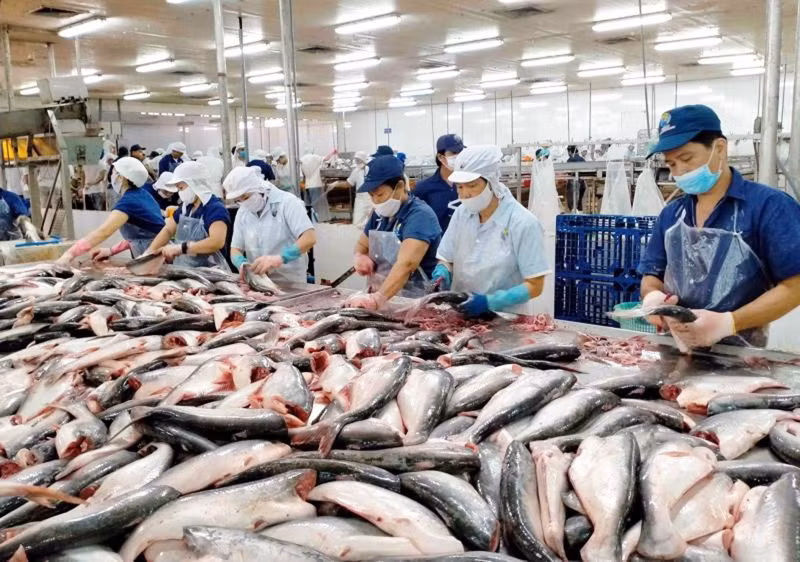 Việt Nam là nhà cung cấp cá thịt trắng lớn thứ 2 cho thị trường Mỹ ảnh 1