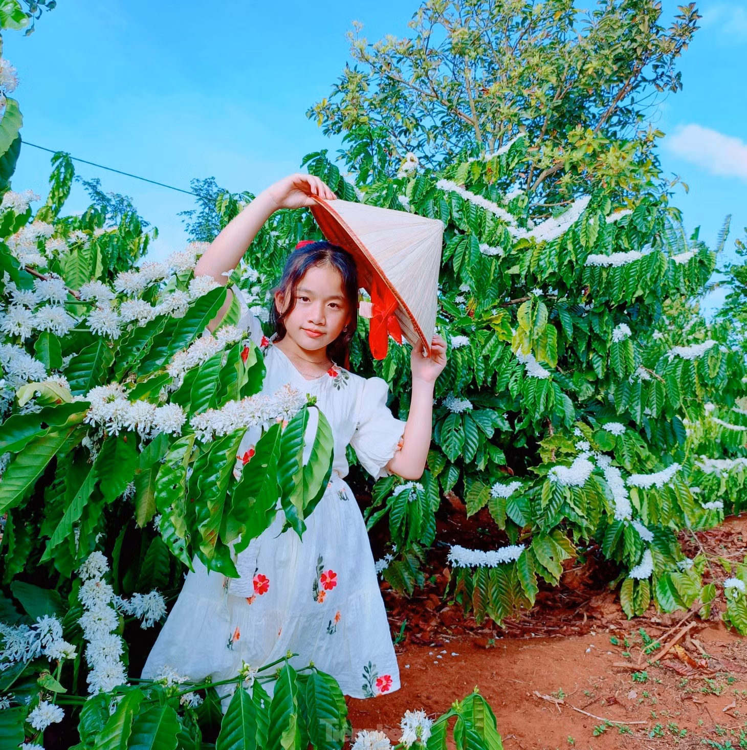 Mỗi mùa hoa cà phê, có rất đông người dân và du khách đến tham quan, chụp ảnh