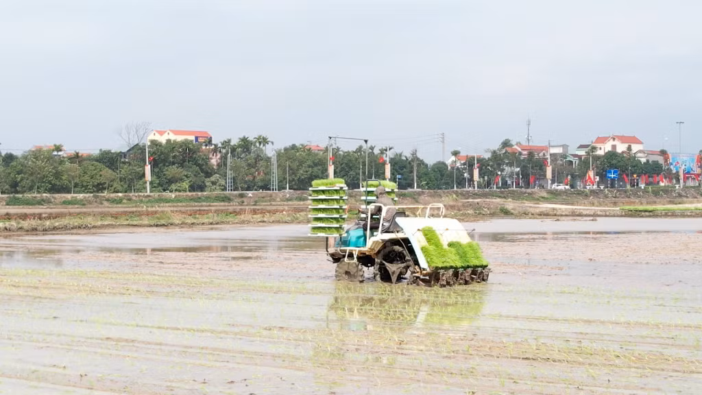 Nông dân TX Đông Triều áp dụng cơ giới hóa vào sản xuất lúa.