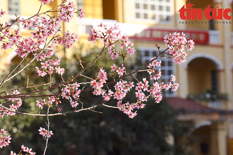 Thời gian đẹp nhất của hoa là khoảng 10 ngày từ khi chớm nở. Nếu muộn hơn, hoa sẽ héo trên cành, cây bắt đầu ra lộc, lá. Hoa nở dày với hoa sắc đậm nhạt khác nhau.