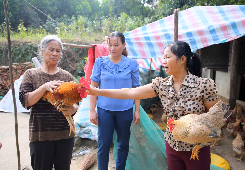 Bà Vũ Thị Tươi (bên phải) thăm mô hình chăn nuôi giống gà Tiên Yên bán tự nhiên của hộ bà Vũ Thị Lạng.
