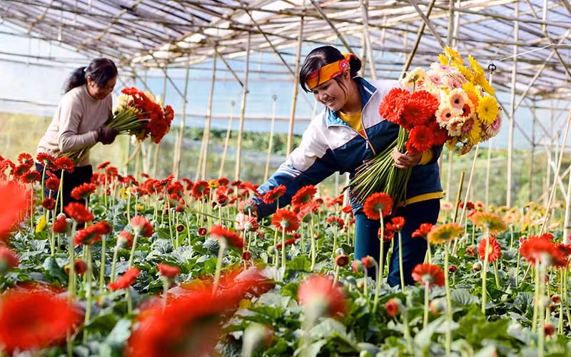 Người dân làng hoa Vạn Thành, TP Đà Lạt thu hoạch hoa đồng tiền. Ảnh: MAI VĂN BẢO