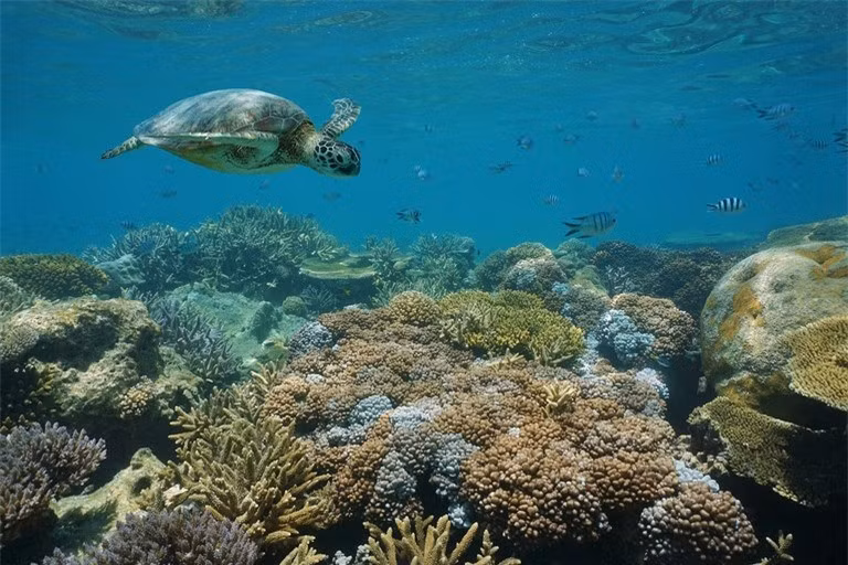 Rạn san hô New Caledonia dài 1.500 km bao quanh Grande Terre. Độ sâu trung bình của các rạn san hô ở đây khoảng 25m, cách bờ biển 30km. San hô khu vực này khá đa doạng về chủng loại. Ngoài ra còn có khoảng 1.000 loài cá và các loài động vật quý hiếm như rùa xanh.