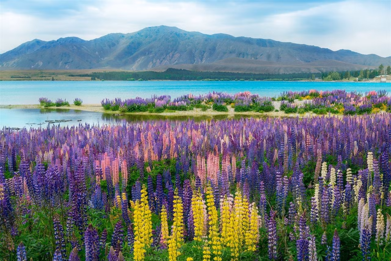 Hồ Tekapo, New Zealand