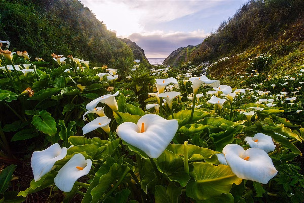 Thung lũng hoa loa kèn California