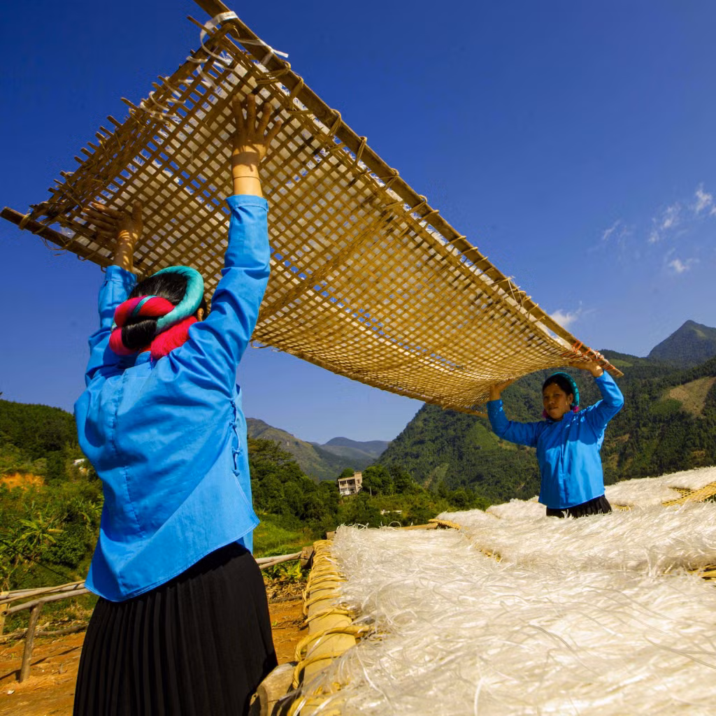  Phơi miến sợi.
