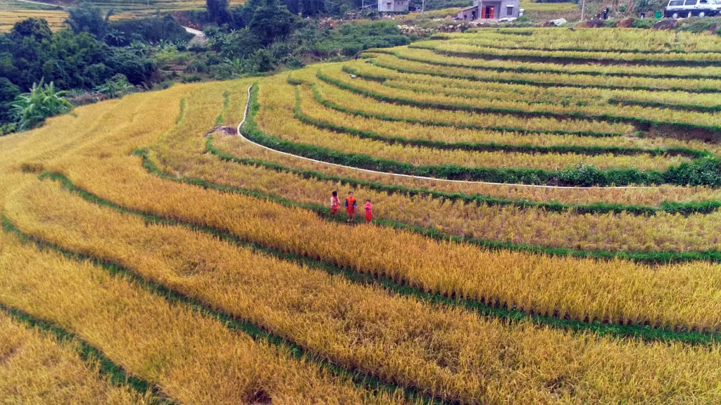Ruộng lúa bậc thang chín vàng mỗi độ thu về trở thành nét đẹp cảnh sắc đặc trưng thu hút du khách đến với Bình Liêu.