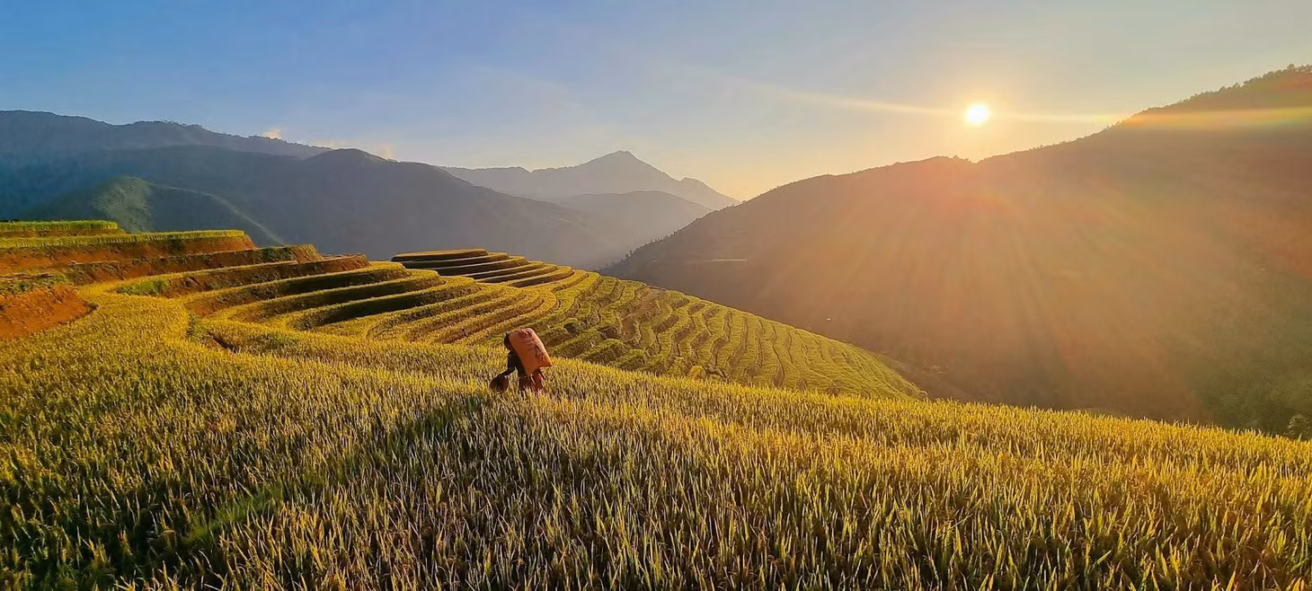 Mê mẩn mùa vàng nơi rẻo cao Mù Cang Chải ảnh 14