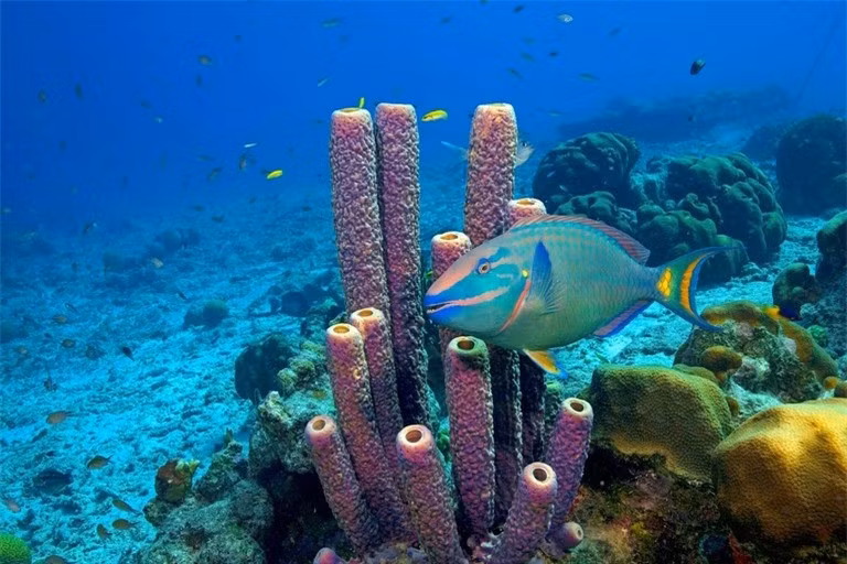 Rạn san hô Bonaire, Caribê thuộc Hà Lan là nơi có thể chiêm ngưỡng san hô đủ sắc màu, bao gồm hồng, xanh lục, vàng và tím sáng, nơi đây còn được gọi là Thiên đường của thợ lặn.