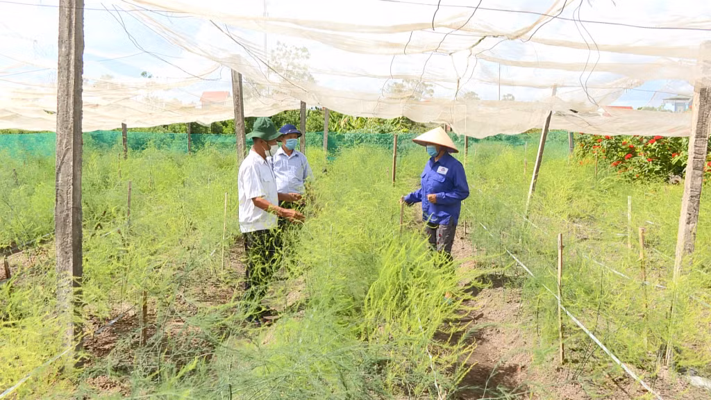 Ông Nguyễn Quyết Thắng (ngoài cùng bên trái), Bí thư Chi bộ, Trưởng khu phố Rặng Thông (phường Quảng Yên, TX Quảng Yên) thăm mô hình trồng cây măng tây của người dân trên địa bàn.