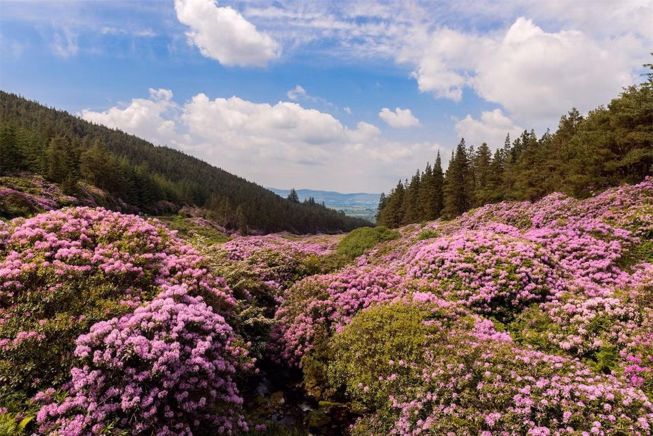 Cánh đồng hoa đỗ quyên, Ireland