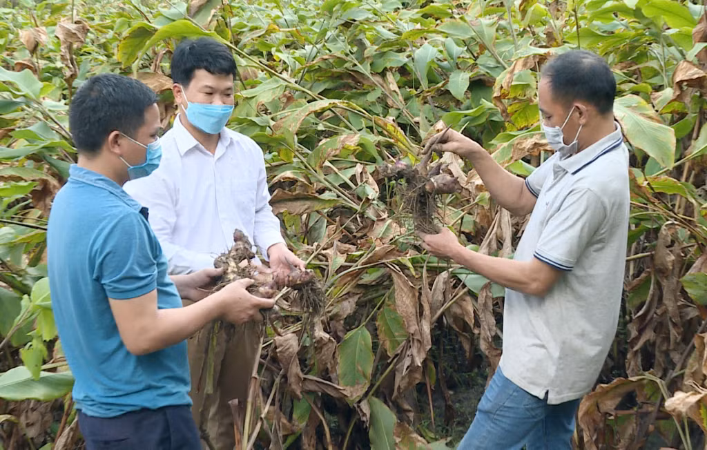 Gia đình anh Hoàng Quang Chung, (người đầu tiên từ phải sang) thôn Bản Ngày 2, xã Vô Ngại (huyện Bình Liêu) đã thoát nghèo nhờ trồng cây dong riềng.