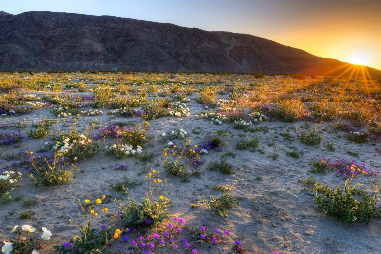 Công viên tiểu bang sa mạc Anza - Borrego, California