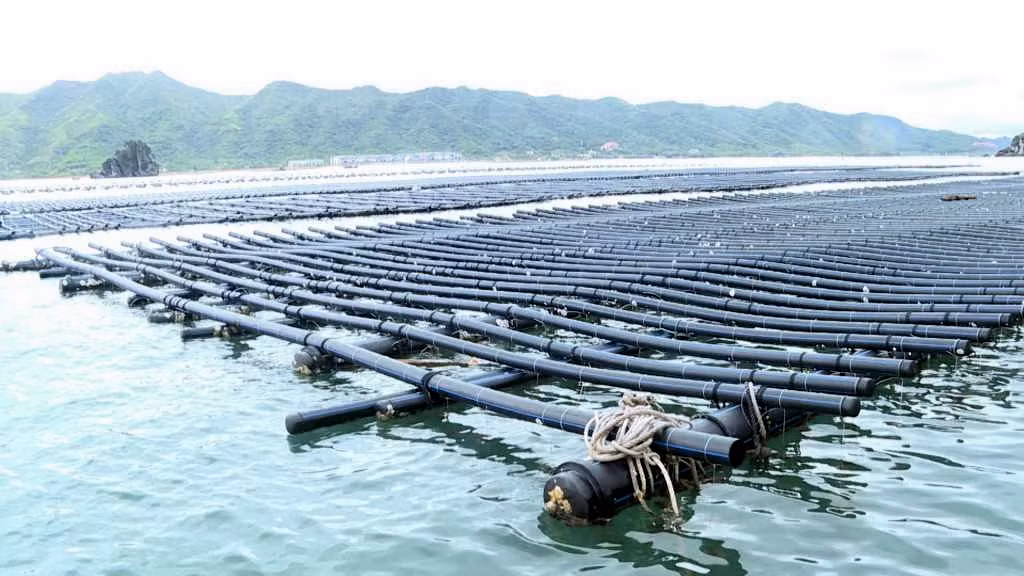 Hàu được nuôi với mật độ quá dày đã khiến cho các thông số quan trắc môi trường bị vượt ngưỡng.