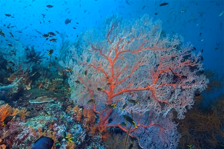 Quần đảo Raja Ampat được ghi nhận là nơi đa dạng sinh vật biển bậc nhất trên thế giới, Có hơn 1.500 loài cá, 537 loài san hô và 699 loài nhuyễn thể được tìm thấy tại Raja Ampat. Raja Ampat nằm ở trung tâm Tam giác San hô. Theo Tổ chức Bảo tồn quốc tế thì hòn đảo lớn này của Indonesia có một hệ sinh thái biển đa dạng vào bậc nhất thế giới với 75% loài san hô trên toàn thế giới được tìm thấy ở đây.