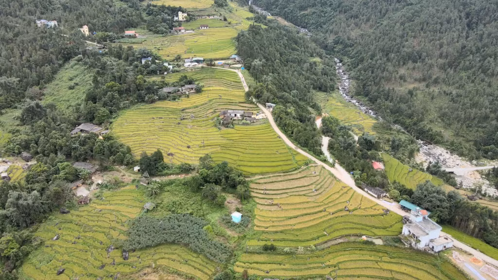 Ruộng bậc thang Bình Liêu mùa Lúa chín