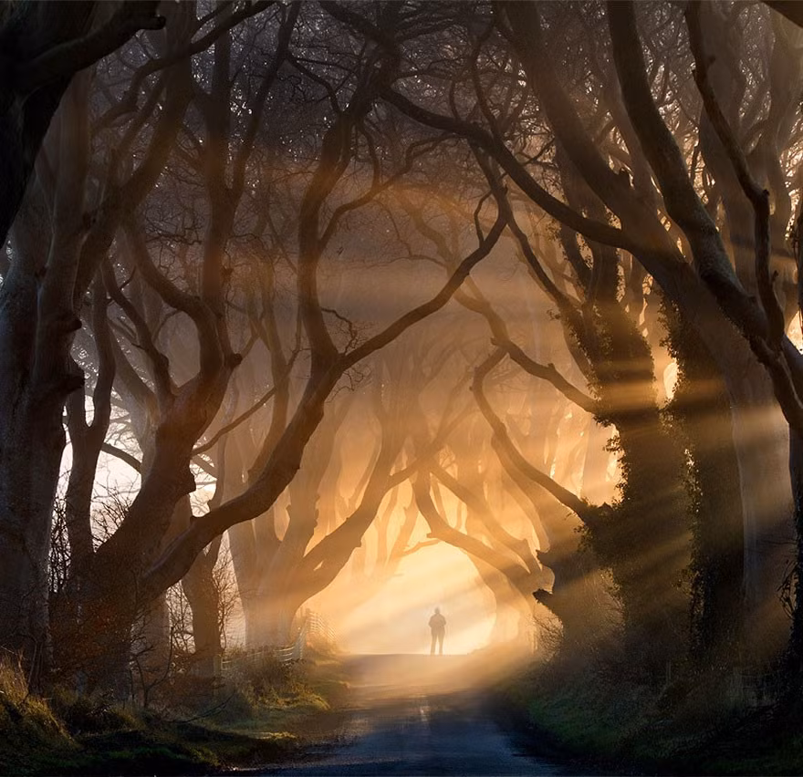 Khu rừng huyền bí ở Ireland