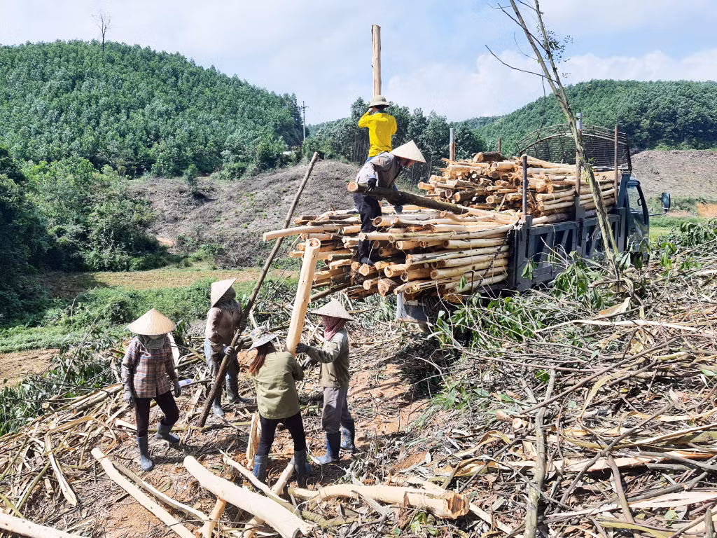 Nhiều trong số những cánh rừng keo sau khai thác sẽ được trồng các loại cây bản địa, trở thành rừng gỗ lớn.