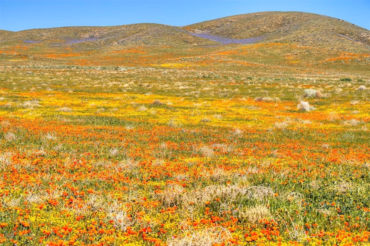 Thung lũng sa mạc Mojave, California