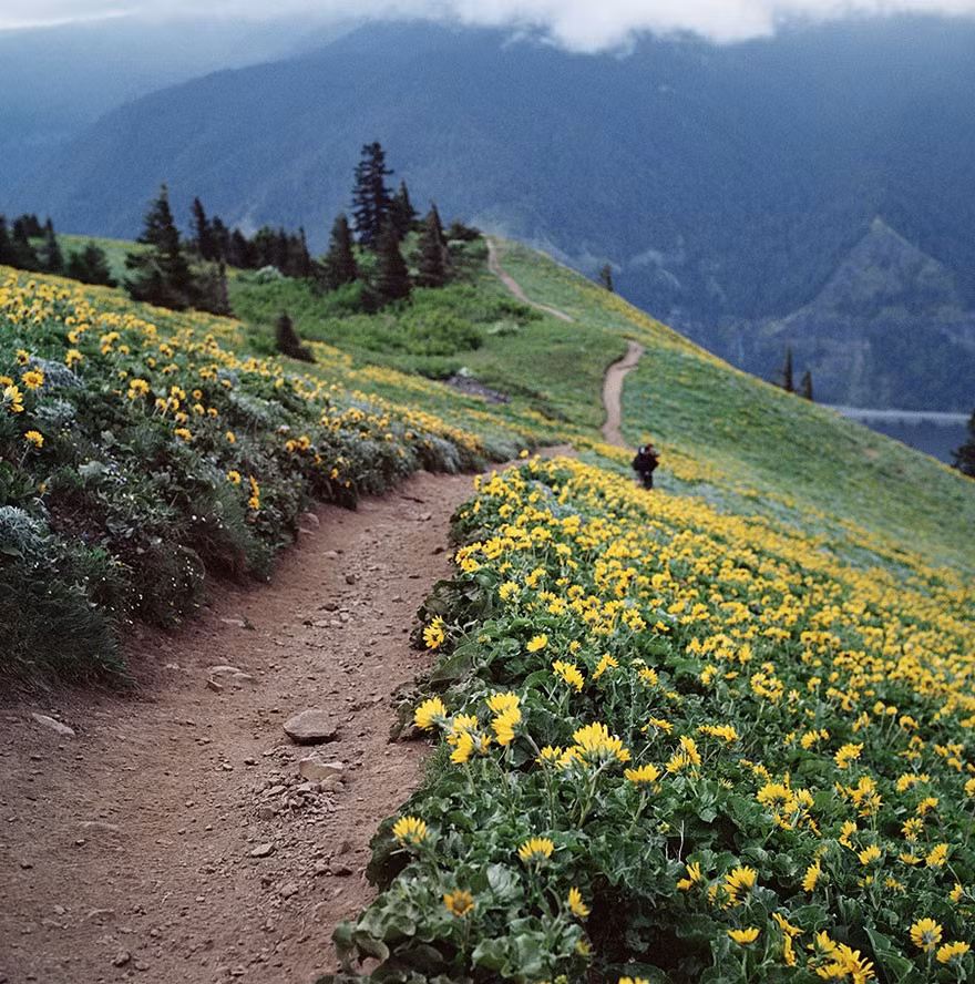 Mùa xuân ở khu vực Dog Moutain, Washington, Mỹ.