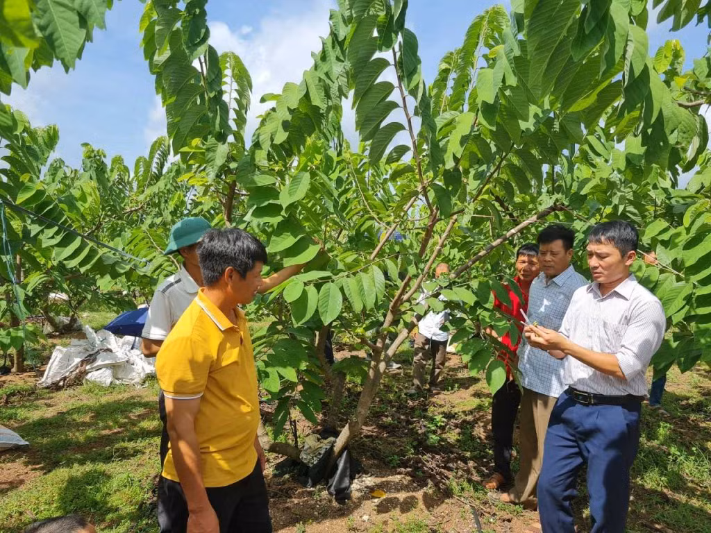 HND tỉnh tập huấn trồng na cho hội viên, nông dân. Ảnh HND cung cấp.