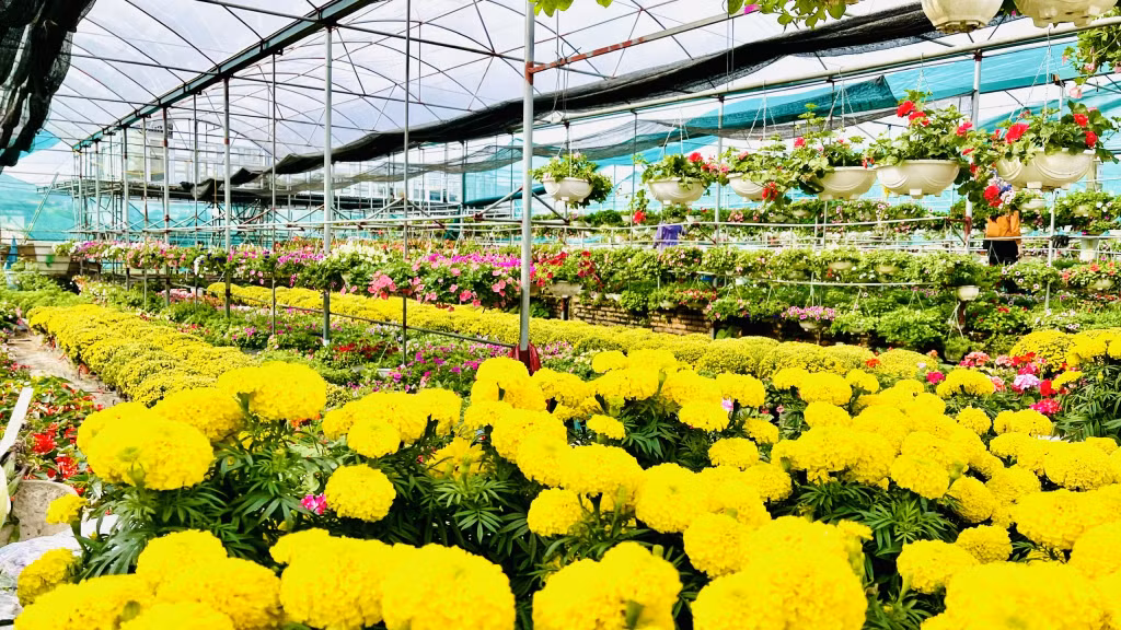 Ngoài những loại hoa truyền thống, tại các làng hoa có thêm nhiều loại hoa mới như: Ly kép, mai địa thảo, các loại hoa treo...