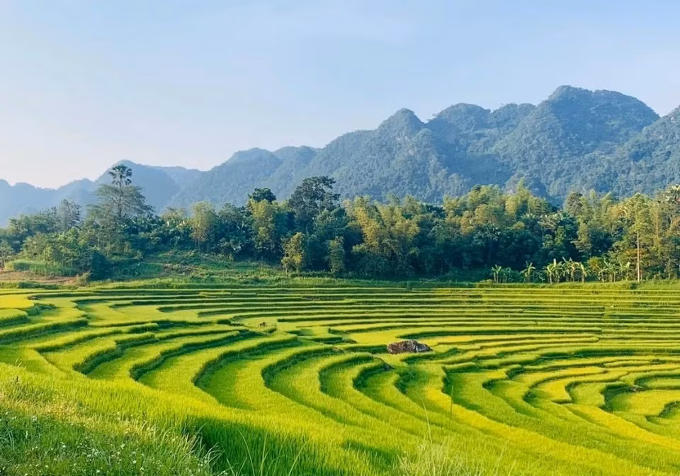 Khu bảo tồn thiên nhiên Pù Luông (tỉnh Thanh Hóa) nổi tiếng với tầm nhìn toàn cảnh cánh đồng lúa bậc thang rộng, đỉnh núi đá vôi cao chót vót và những guồng nước đặc trưng của người Thái và Mường. Du khách có thể đi xe buýt hoặc lái xe riêng từ Hà Nội theo đường QL6, khoảng 160 km để đến Pù Luông.