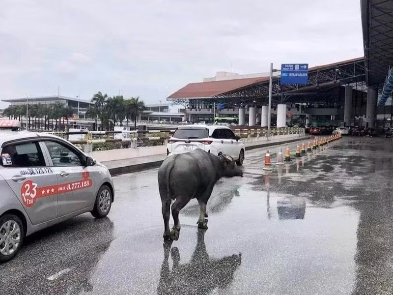Chú trâu "đi lạc" lên khu vực tầng 2 nhà ga T1.