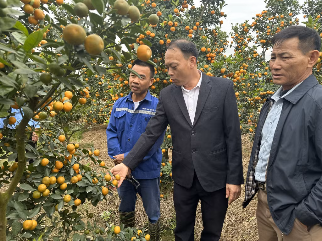 Vườn cây quất Tết của anh Phạm Đức Sông (xã Bình Khê, TX Đông Triều) có giá bán từ 2 triệu đồng/cây.