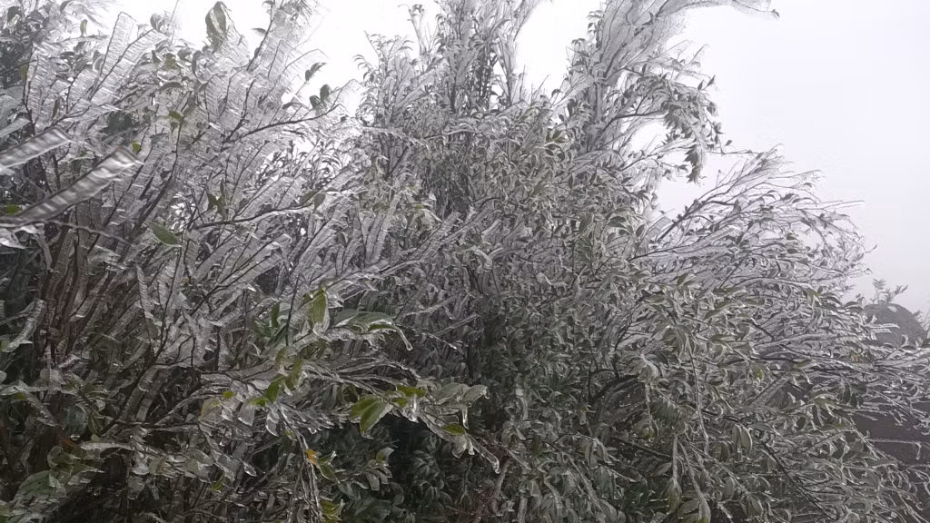 Băng phủ trắng các cành cây.