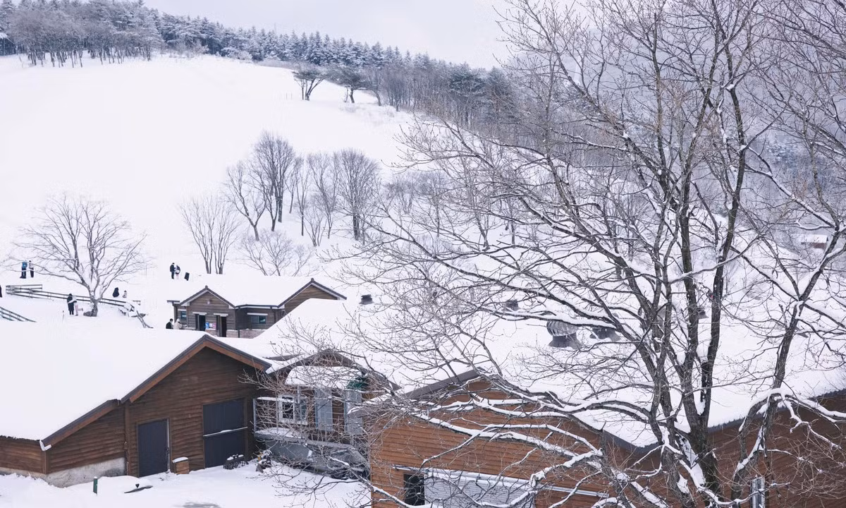 Hàn Quốc trắng xóa trong đợt tuyết rơi dày kỷ lục ảnh 7