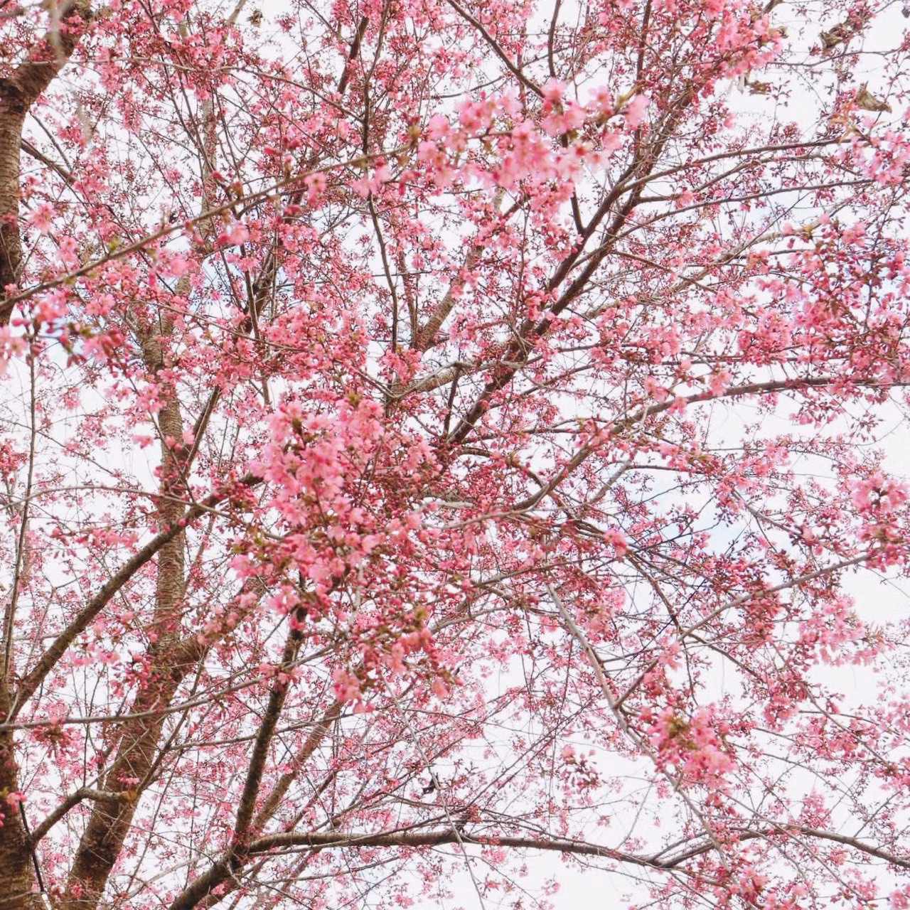 Đầu mùa, hoa nở còn thưa. Nhưng chỉ hơn một tuần sau, đã phủ hồng rực cả cây. Mai anh đào đẹp nhất vào khoảng10 ngày sau khi bắt đầu chớm nở, sau đó sẽ héo dần trên cành, nhường chỗ cho lá cây đâm chồi nảy lộc.