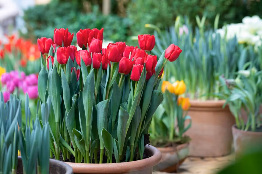 Da đỏ, sưng, ngứa, chàm và mụn nước là những triệu chứng khi bị dị ứng với hoa tulip (Ảnh: Internet)