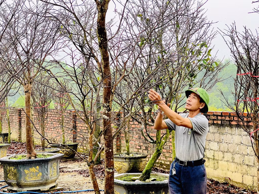 Sản phẩm mai vàng Yên Tử được cắt tỉa chuẩn bị đưa ra thị trường.