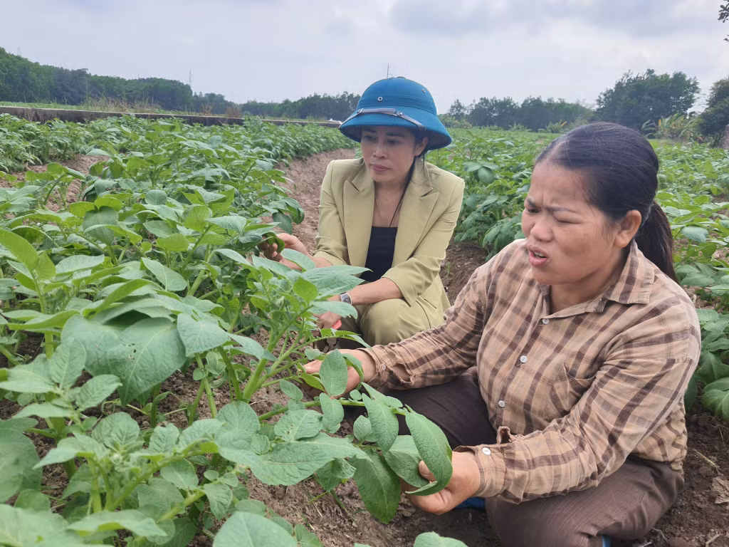 Chị Từ Thị Cúc (bên phải), thôn Nà Bấc, xã Đông Hải, huyện Tiên Yên kiểm tra sự phát triển của cây khoai tây.