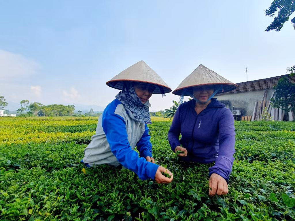 Người dân trồng chè sử dụng phân bón nano ở huyện Hải Hà. (Ảnh CTV)