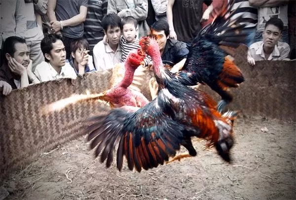 Những trò chơi dân gian được yêu thích trong dịp Tết ảnh 7 Những trò chơi dân gian được yêu thích trong dịp Tết ảnh 7