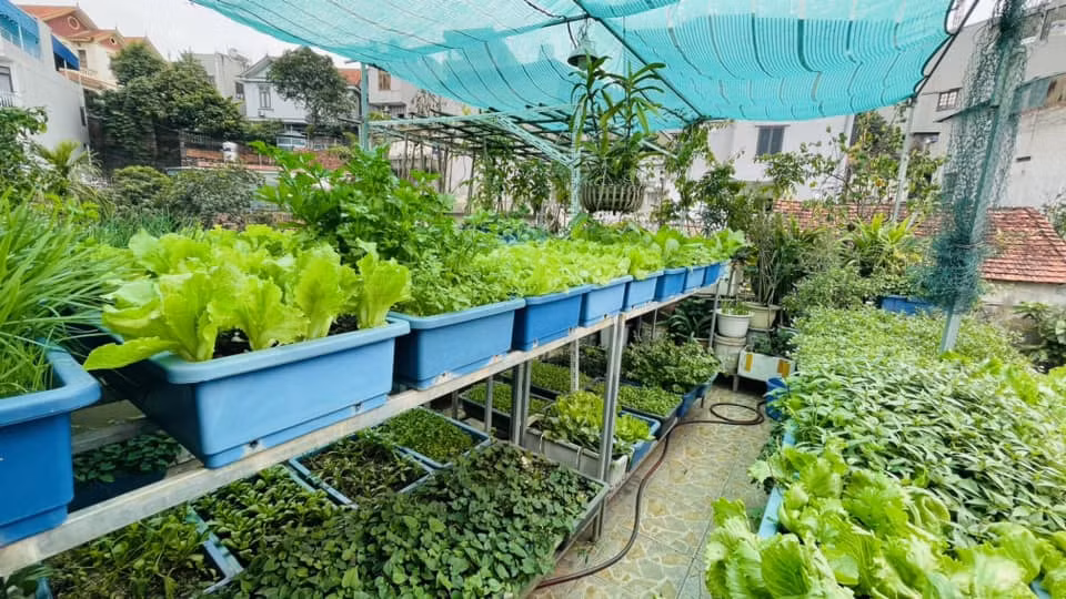 Vườn xanh trong phố ảnh 2 Vườn xanh trong phố ảnh 2