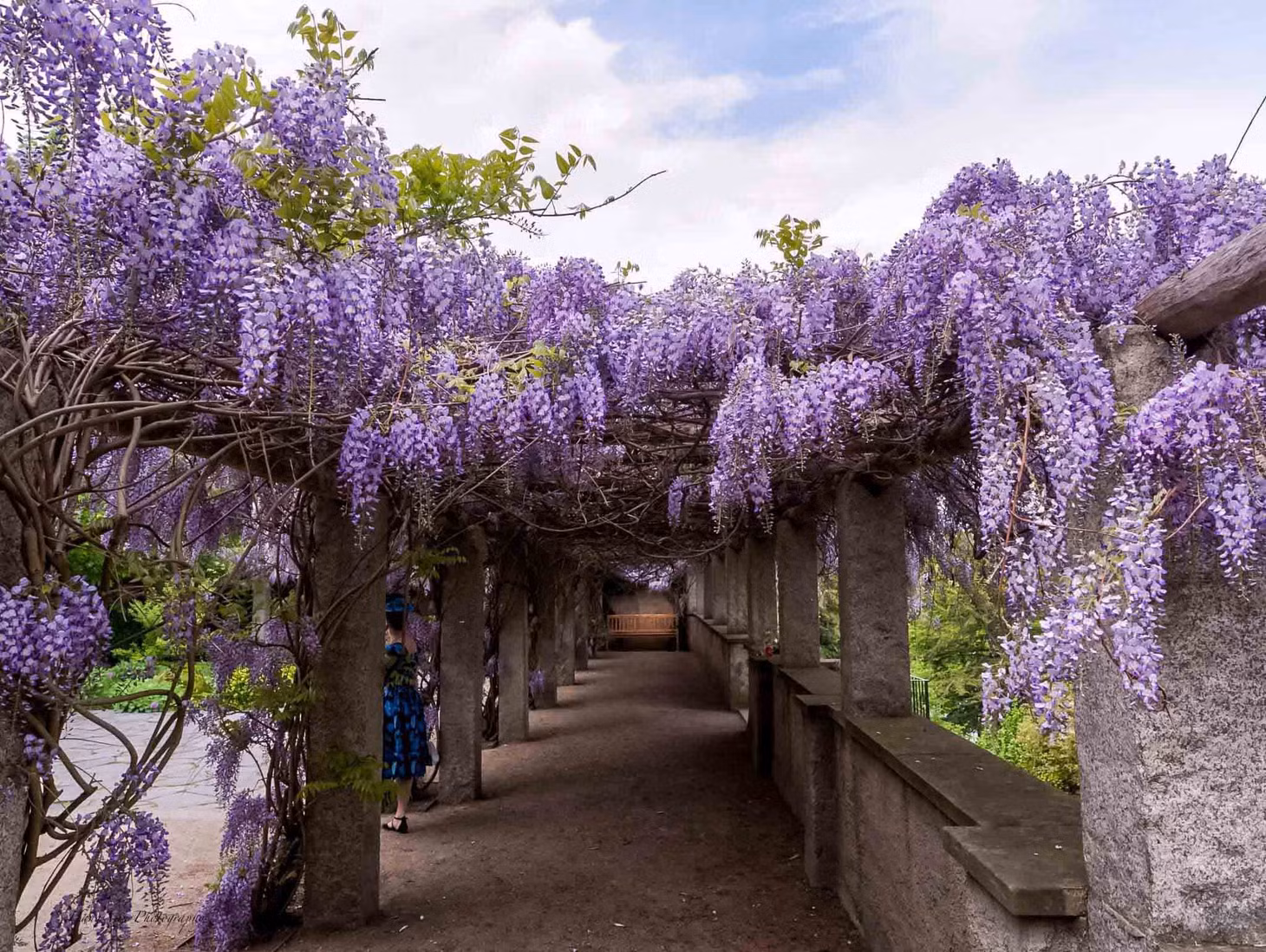 Đến bang Sachsen vào mùa Hè, du khách cũng có dịp ngắm hoa tử đằng bung nở. Ảnh: Hang Van Photography