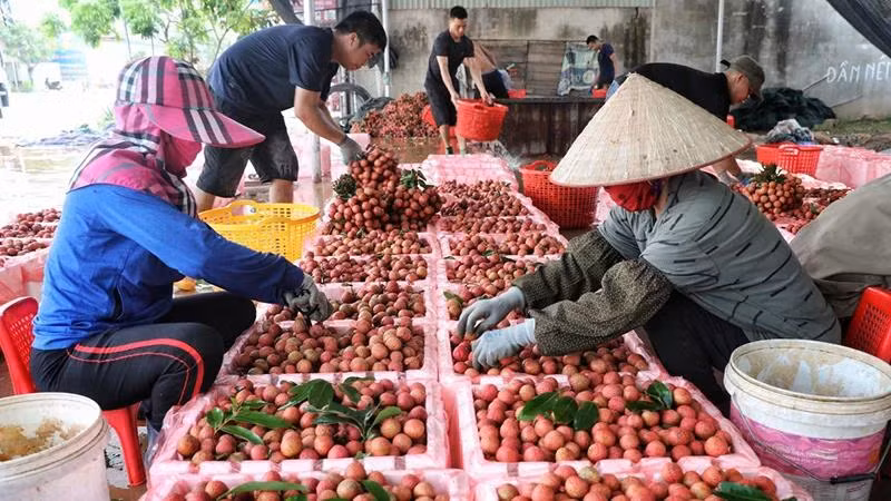 Vải thiều là một trong những trái cây được xuất khẩu nhiều sang thị trường Trung Quốc. (Ảnh Hà An)