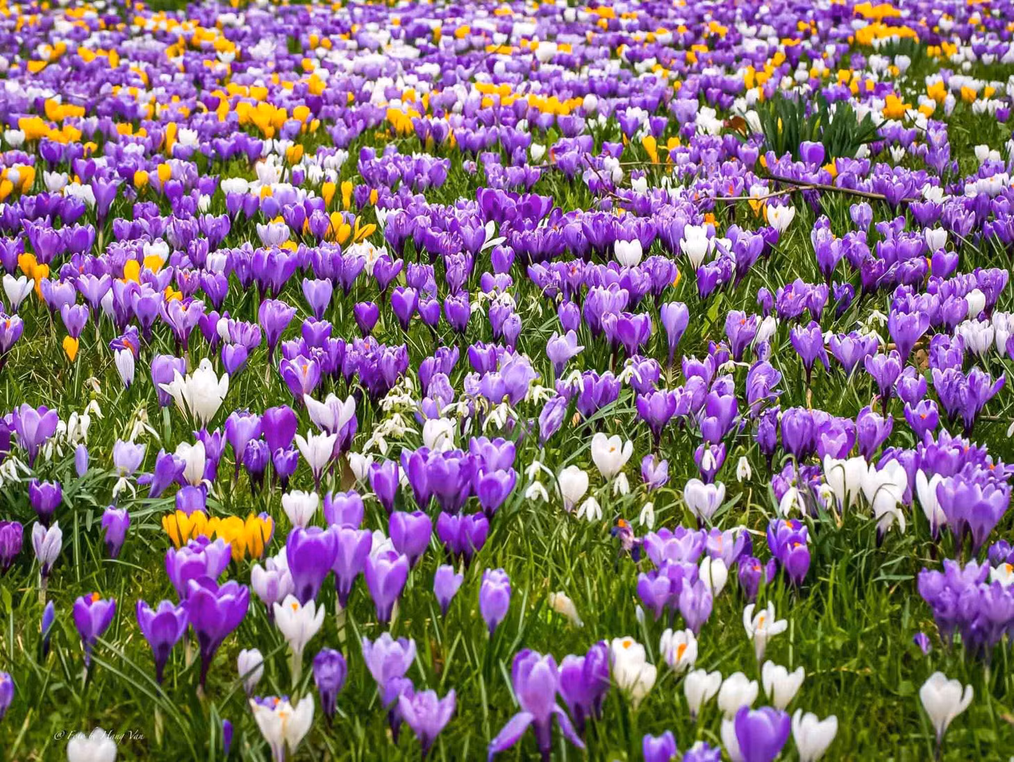 Hoa krokus tại bang Sachsen vào tháng 3. Ảnh: Hang Van Photography